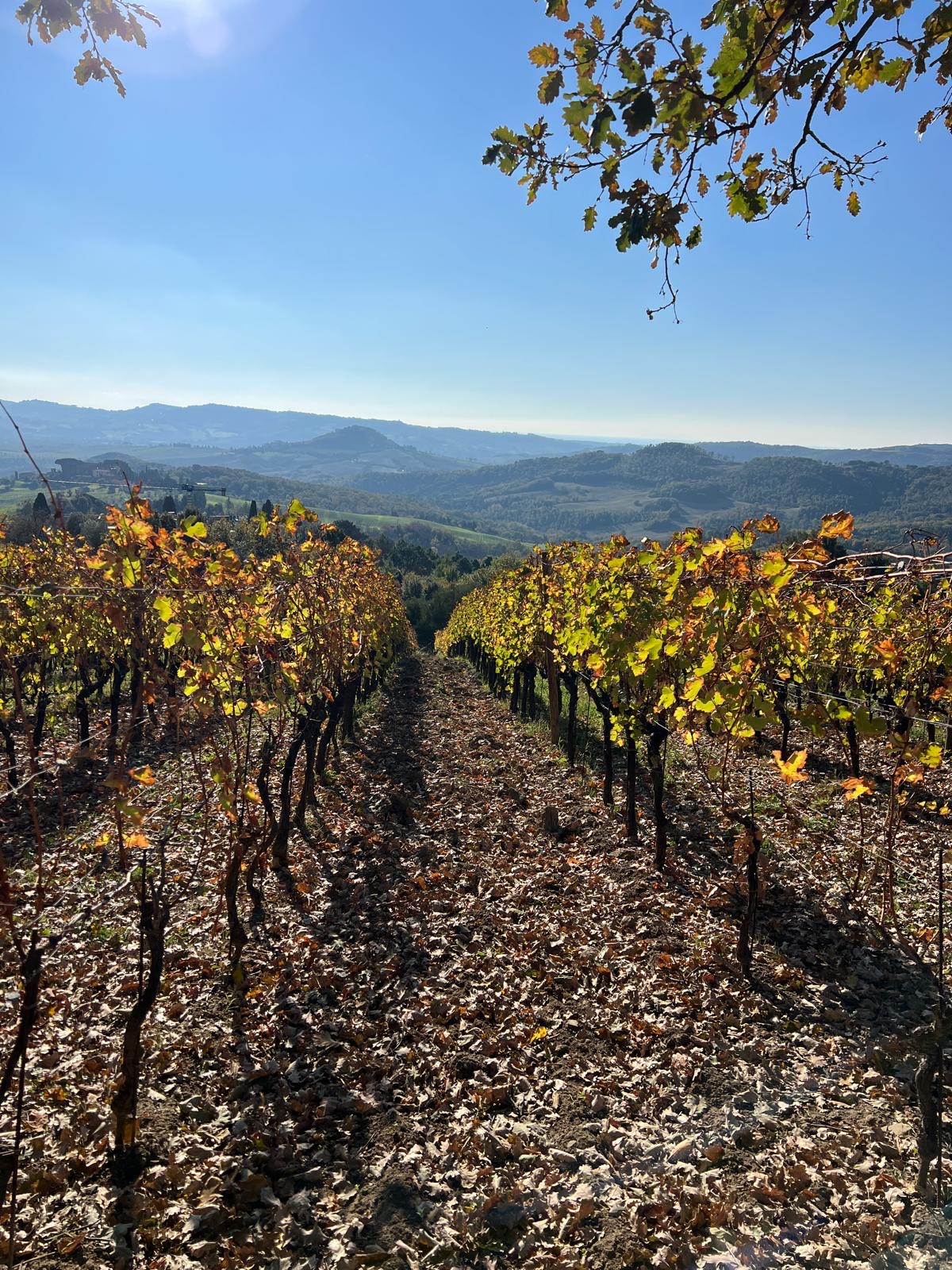 Vineyard rows in autumn