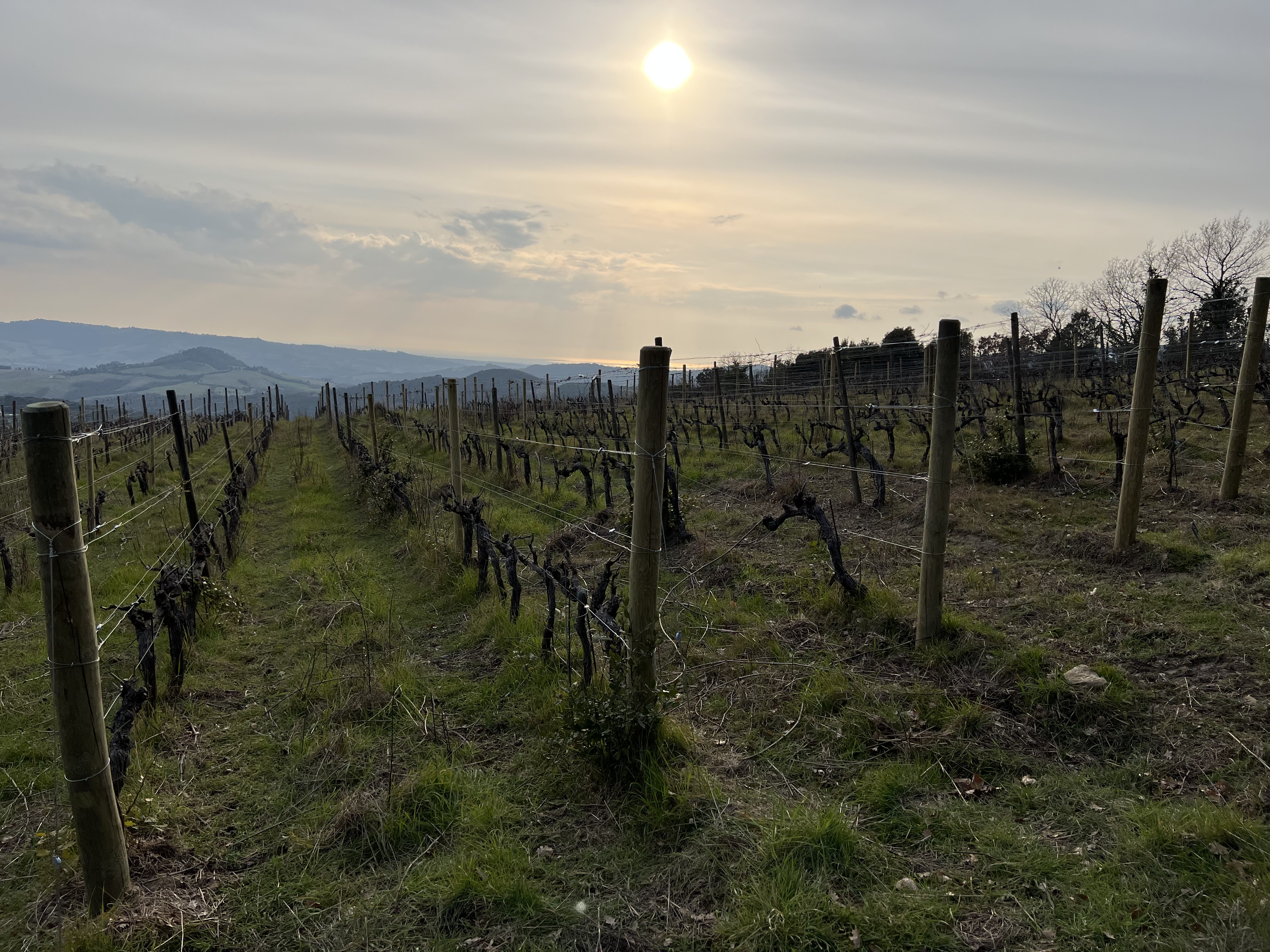 Tenuta Percorso vineyards at dawn, Montecatini Val di Cecina