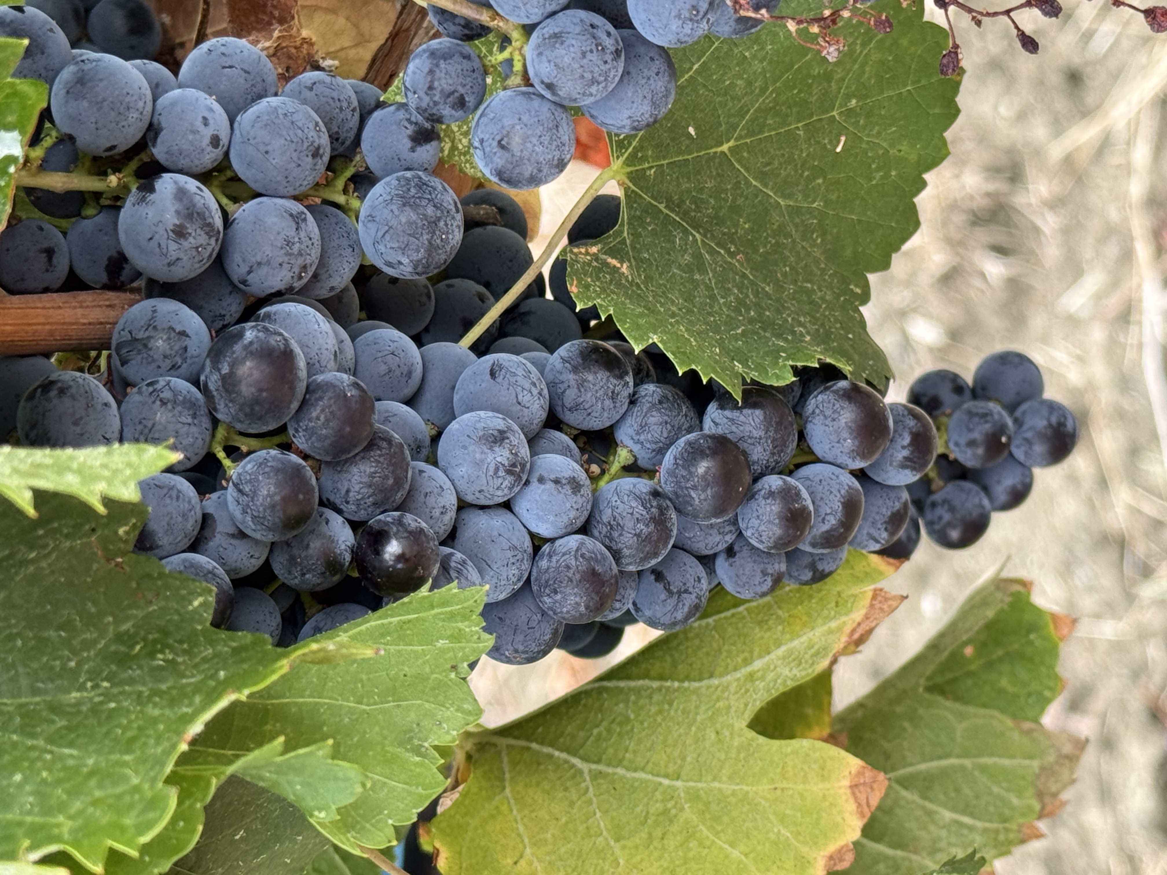 Grapes at harvest