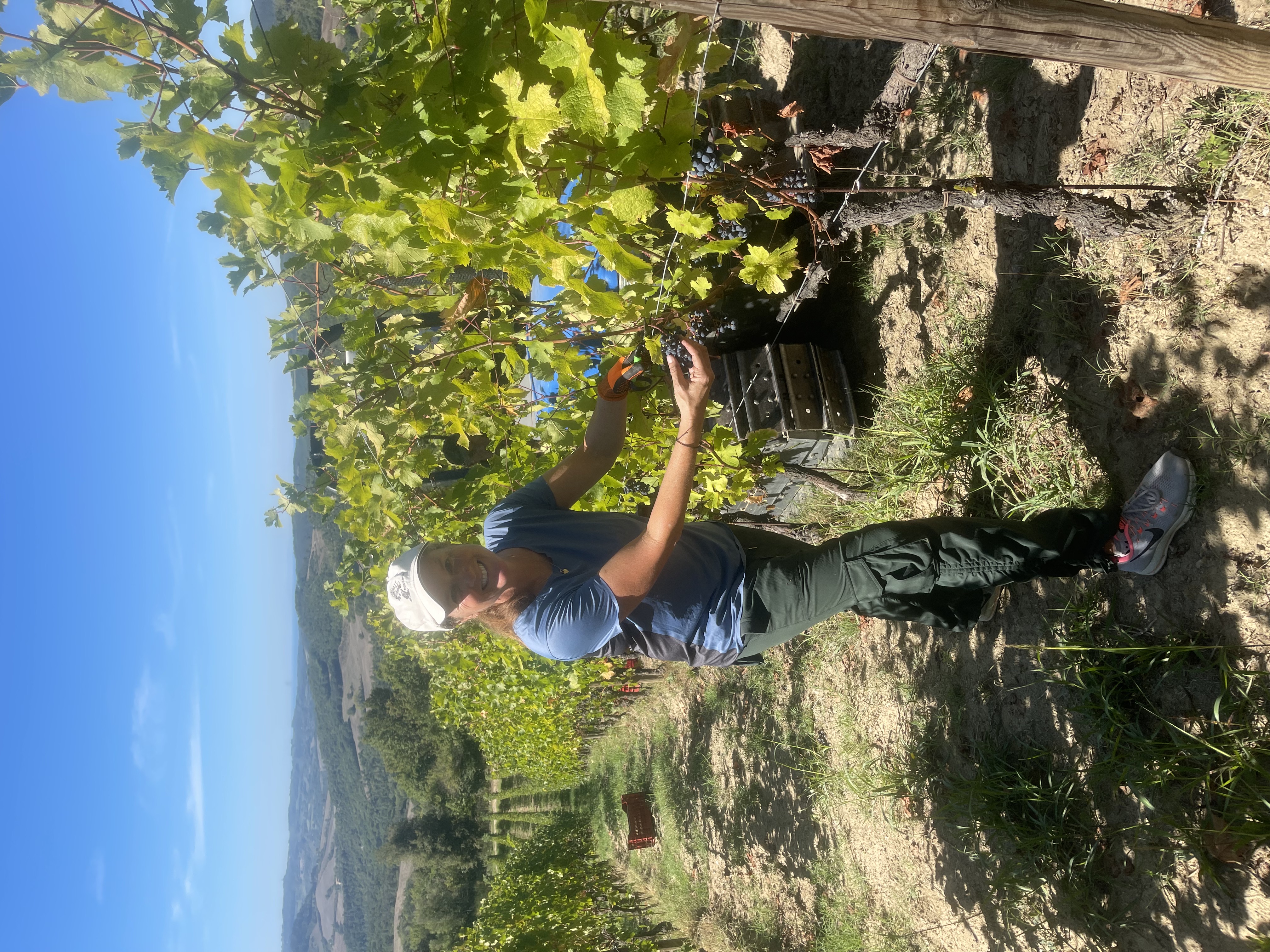 Harvesting at Tenuta Percorso